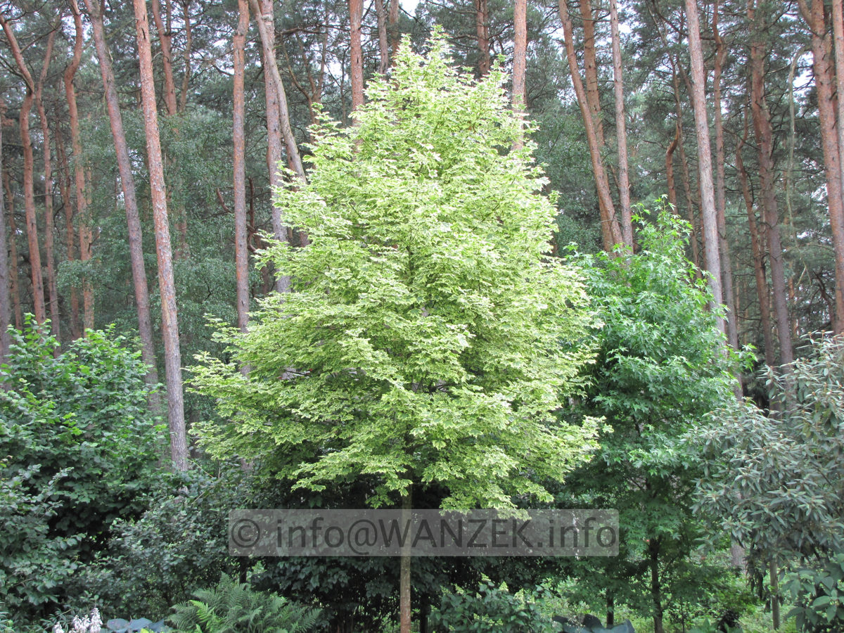 Acer platanoides Drummondii - Sol im Waldgebiet.JPG